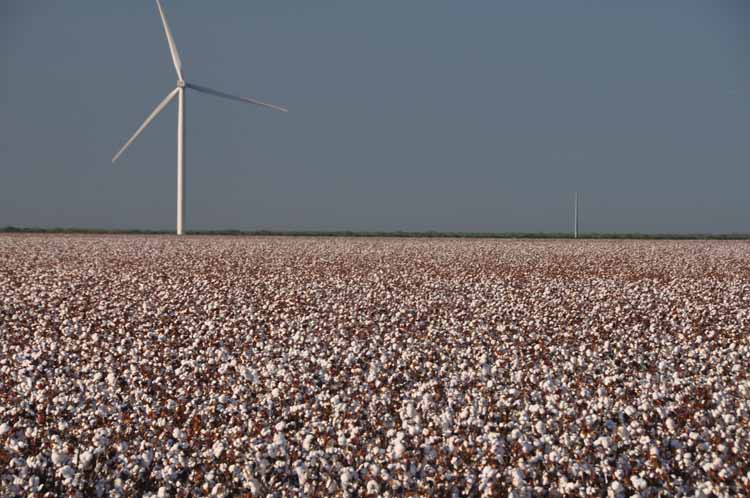 cotton fields